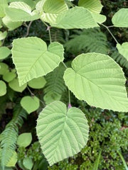 Corylopsis