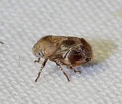 Clastoptera laevigata