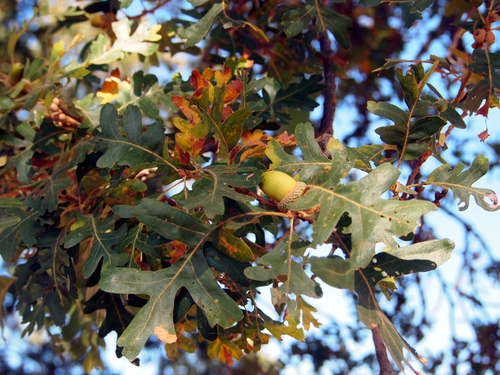 iNaturalist observation photo of valley oak