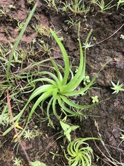 Fimbristylis insignis