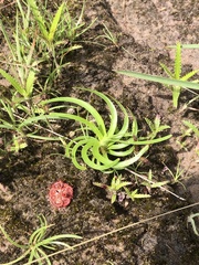 Fimbristylis insignis