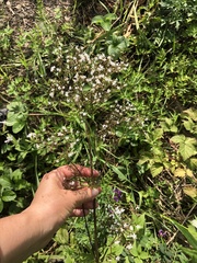 Valeriana officinalis