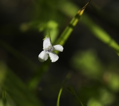 Lindernia dubia anagallidea