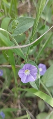 Convolvulus siculus