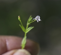 Lindernia dubia anagallidea