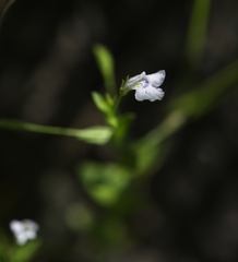 Lindernia dubia anagallidea