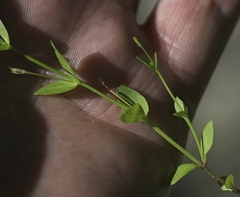 Lindernia dubia anagallidea