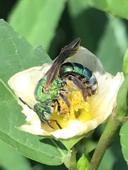 Agapostemon splendens