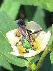 Agapostemon splendens