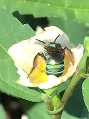 Agapostemon splendens