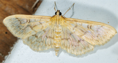 Herpetogramma theseusalis