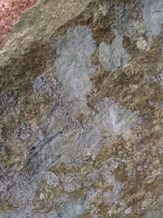 Trapelia placodioides