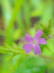 Glandularia chiricahensis