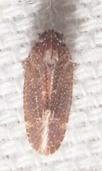 Opsiplanon luella