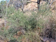 Asparagus transvaalensis