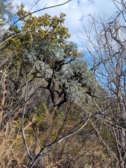 Cussonia paniculata sinuata