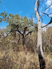 Cussonia paniculata sinuata