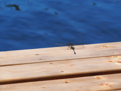 Dromogomphus spinosus