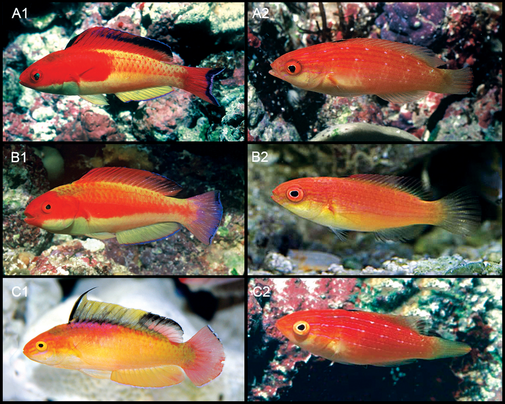 Nahacky's wrasse