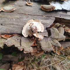 Stereum insignitum