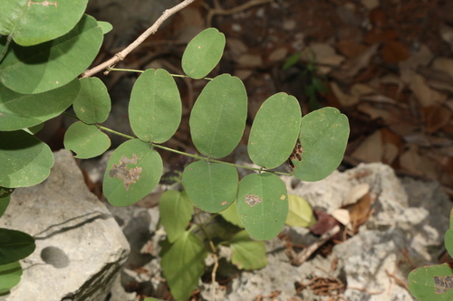 Image of Amorpha roemeriana by (c) Reid Hardin, some rights reserved (CC BY)