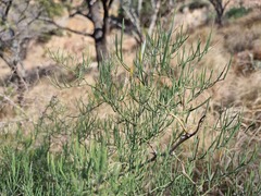 Asparagus transvaalensis