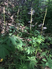 Lupinus polyphyllus