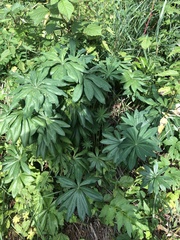 Lupinus polyphyllus