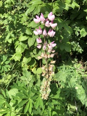 Lupinus polyphyllus