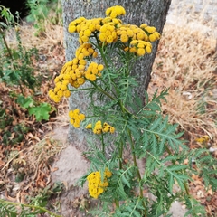 Tanacetum vulgare