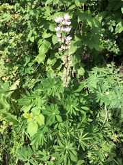 Lupinus polyphyllus
