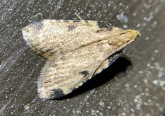 Aglossa costiferalis