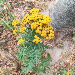 Tanacetum vulgare