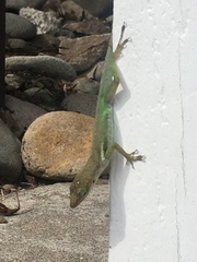 Anolis luciae