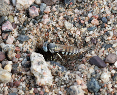 Microbembex monodonta