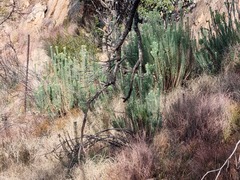 Phymaspermum athanasioides