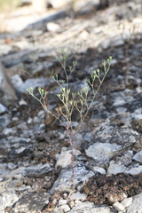 Paronychia lindheimeri