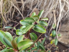Cryptolepis cryptolepioides