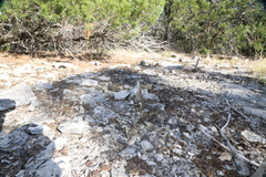 Paronychia lindheimeri