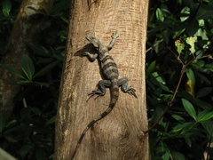 Ctenosaura similis