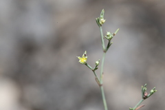 Paronychia lindheimeri