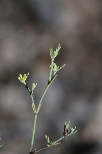 Image of Paronychia lindheimeri by (c) Reid Hardin, some rights reserved (CC BY)