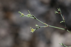 Paronychia lindheimeri