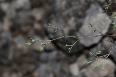 Paronychia lindheimeri