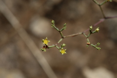 Paronychia lindheimeri