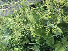 Conium maculatum