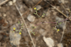 Paronychia lindheimeri