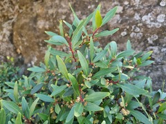 Pterocelastrus echinatus