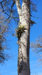 Tillandsia didisticha