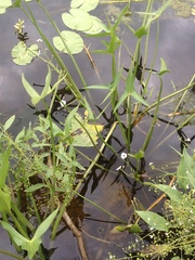 Sagittaria sagittifolia